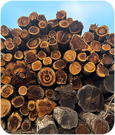 Wood